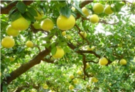 �y�����U�̉ʎ���