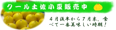 クール土佐小夏 販売中 クール土佐小夏 販売中