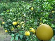 �y�����U�̉ʎ���
