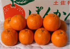 土佐ポンカン 5kg