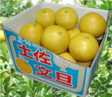 土佐文旦 大玉10kg