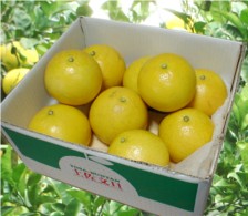 土佐文旦 大〜中玉5kg