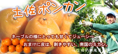 土佐ポンカン 土佐ポンカン