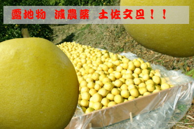 露地物 減農薬 土佐文旦ぜよ。 露地物 減農薬 土佐文旦ぜよ。