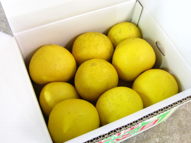 家庭用（わけあり）土佐文旦 5kg