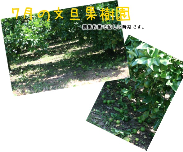 7月の文旦果樹園です。