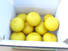 【ゴトー商店青果部】土佐文旦 中玉5kg(2L)