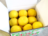 【ゴトー商店青果部】家庭用わけあり土佐文旦(5k)