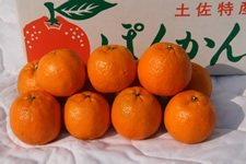 【ゴトー商店青果部】土佐ポンカンお徳用10kg