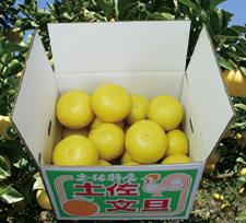 【ゴトー商店青果部】土佐文旦 小玉10kg(L)