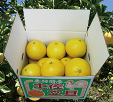 【ゴトー商店青果部】土佐文旦 大玉10kg(3L)