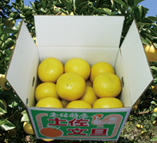 【ゴトー商店青果部】土佐文旦 中玉10kg(2L)