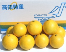 【ゴトー商店青果部】土佐小夏5kg(2L,L,M,S)