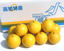 【ゴトー商店青果部】土佐小夏3kg(L,M,S)